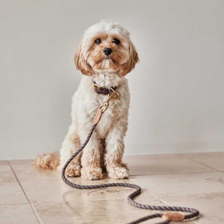 Perry Dog Leash - S/M